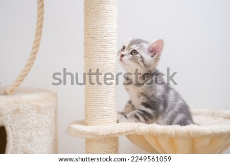 A cute, striped kitten is sharpening her claws on the big cat house. Cat scratching post at home Royalty-Free Stock Photo #2249561059