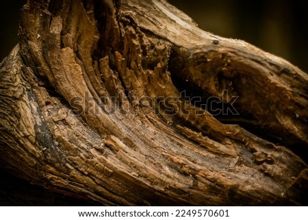 A photograph of the texture and detail of a cut tree.