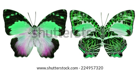 Beautiful butterfly isolated on white background