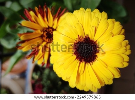 Garden flowering plant- Calendula officinalis. Family- Asteraceae. Common name- pot marigold, ruddles, common marigold or Scotch marigold.