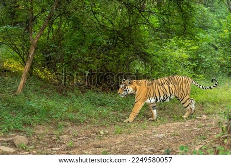 wild bengal female tiger or panthera tigris side profile tail up in natural scenic green background in jungle safari at ranthambore national park forest tiger reserve sawai madhopur rajasthan india