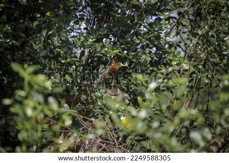 A bird perched on a tree branch in a mangrove forest area in Jakarta, Sunday 15 January 2023. Royalty-Free Stock Photo #2249588305