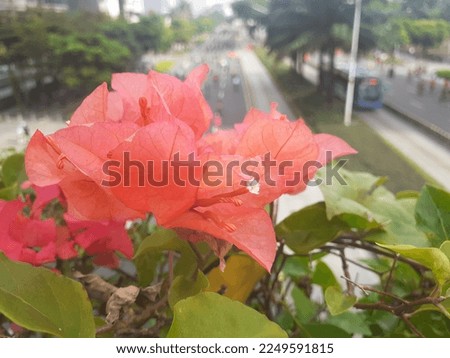 Red bougenville flowers bloom blush .Background blurred areal car free day top view.