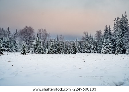 Snowy pine forest near Marianske Lazne  Royalty-Free Stock Photo #2249600183