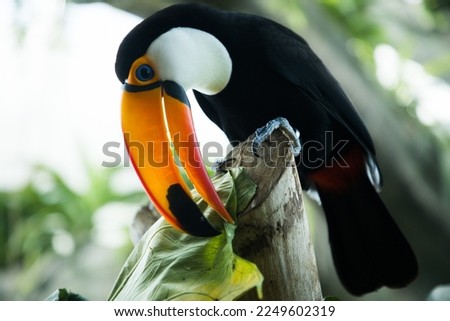 toucan sits on a tree branch