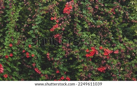 Tropaeolum speciosum -  red flame flower on the yew hedge. Royalty-Free Stock Photo #2249611039