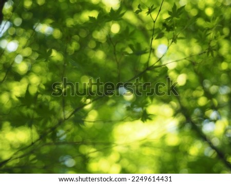 Pictures of dazzling sunlight filtering through the trees