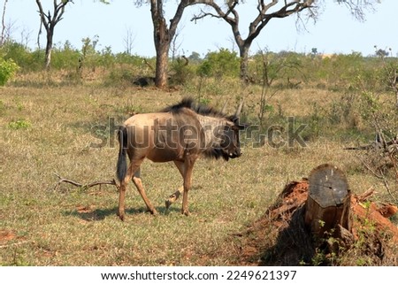 Blue Wildebeest (Connochaetes taurinus) grazing in Kruger national park in South Africa