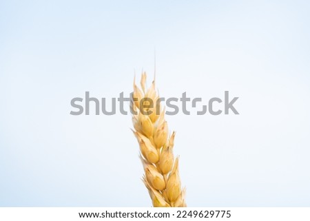 wheat field in niseko hokkaido 3