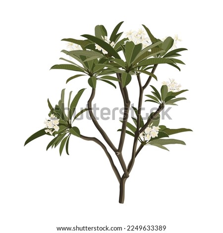 Tree with roots and flowers of frangipani (Plumeria) on a white background. Plant of plumeria (Plumeria) without flowers. Royalty-Free Stock Photo #2249633389