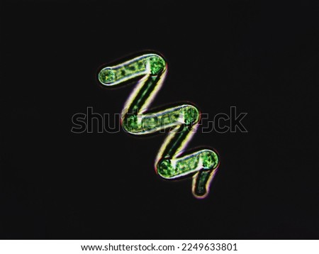 Spirulina sp. algae under microscopic view x40, cyanobacteria that can be consumed by humans and animals, cultivated worldwide, dietary supplement or whole food, dark background Royalty-Free Stock Photo #2249633801