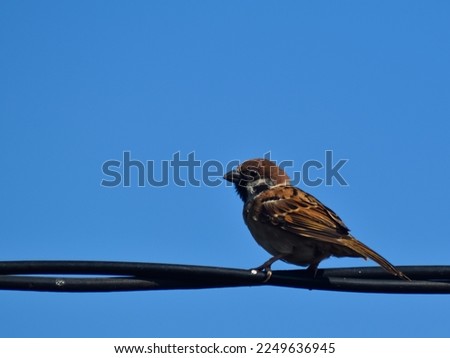 a sparrow perched on a cable, bright blue sky as background, isolated picture