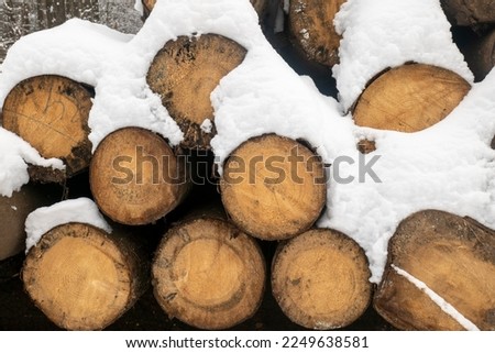 stack of sawn round firewood. background of tree trunks.