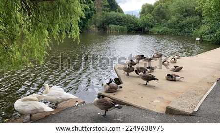 Various ducks enjoying near pond, London, UK, 24 Sep 2021 Royalty-Free Stock Photo #2249638975
