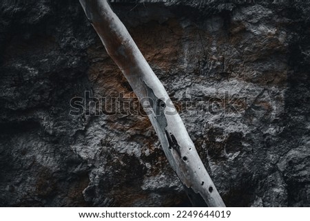 Tree trunk in forest rock background