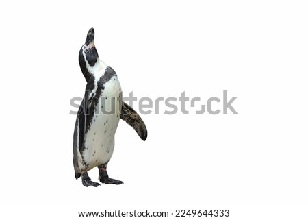 Humboldt penguin standing on white background.