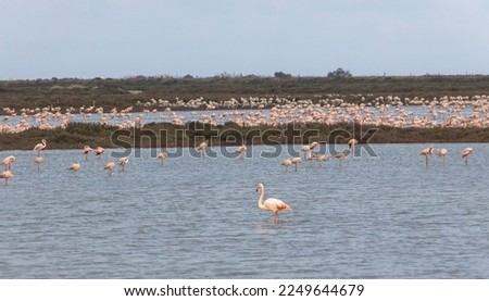 Colony of Flamingos at Delta de l'Ebre Natural Park, Catalonia