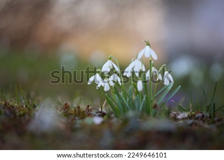 Blooming white galanthus (snowdrops) flowers in a park, close-up. Early spring. Europe. Symbol of purity, peace, joy, Easter. Landscaping, gardening, nature. Art, macrophotography, bokeh, copy space