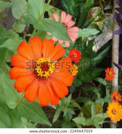 Group of zinnia flower in the yard