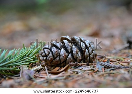 This is a fir cone