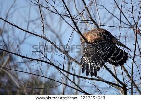                         Majestic red-shouldered hawk with wing spread while leaning over a branch in the morning sunlight at Shelter Cove. Blue skies provide the background.