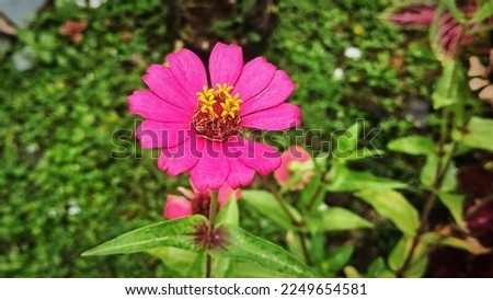 zinia blooms, pink and slightly yellow, great for a sample, seen from above.