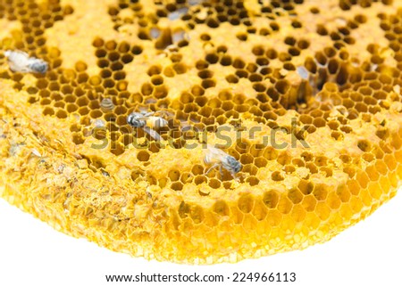Close up view of the working bees on honeycomb 