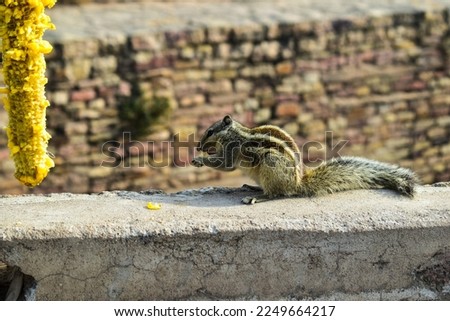 squirrel eating corn exposing time 14 .33 image size 14.8mb date 14 january 2023 file formate jpg raw 