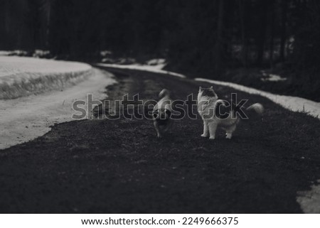 black and white picture of a dog and a cat on the road