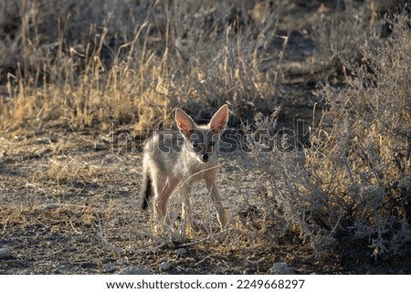 Baby coyote in Etosha national park in Namibia