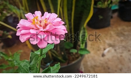 graceful zinnia flower in bloom, pink in color, with fresh green leaves, great for a sample, cover, banner or wallpaper, view from the side.