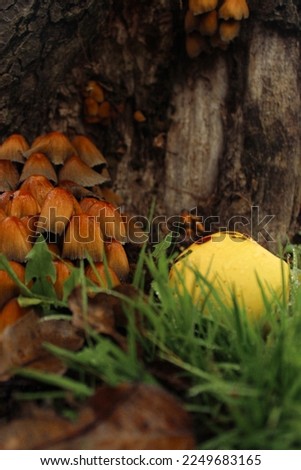 Mushrooms in the bark , poisonous mushrooms, yellow mushrooms 