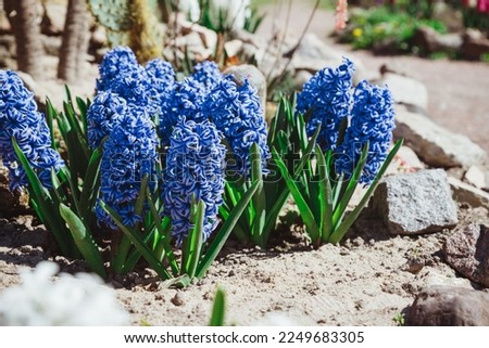 Multicolored flowers hyacinths in bloom in spring garden with sunny rays, traditional easter flowers, easter spring background. selective focus. Flowering pink hyacinths in sunny day in nature. Royalty-Free Stock Photo #2249683305