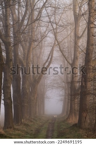 oak lane with Hunter in the fog in wintertime Royalty-Free Stock Photo #2249691195
