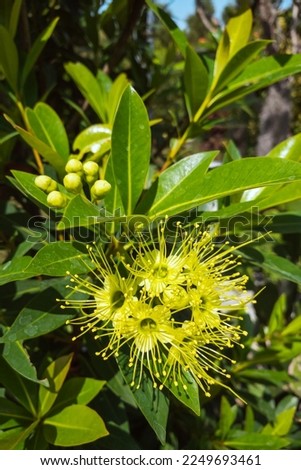 Xanthostemon chrysanthus. Myrtaceae. Golden Penda, Expo Gold. perfect flower, 5 petals, triangular shape have many long stamens.
