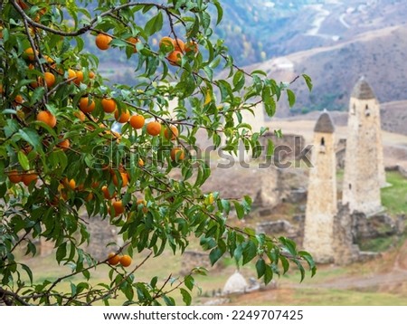 Selective focus. Ripe juicy branches with cherry plum. Mountain garden. Cherry plum tree on the background of an ancient castle tower complex in Ingushetia. Royalty-Free Stock Photo #2249707425
