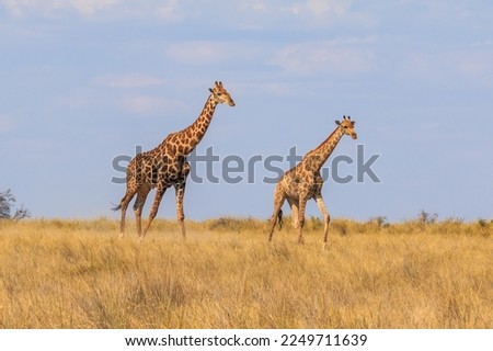 Giraffe stands by bushes, Etosha National Park in Namibia.