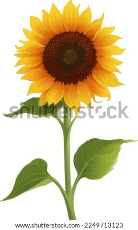 Sunflower with Leaves Detailed Beautiful Hand Drawn Vector Illustration
