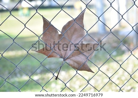 Dry leaf caught in a wire fence