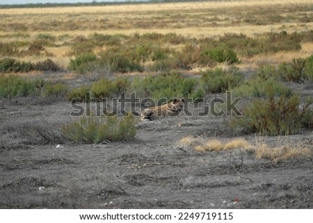 Hyena in Etosha nationa park in Namibia