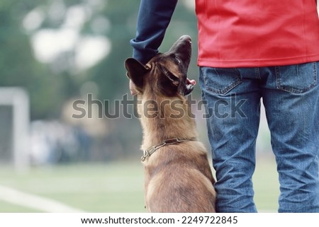 Belgian shepherd dogs at a competition in Vietnam Royalty-Free Stock Photo #2249722845