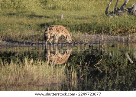 Lone hyena drinking water with reflection