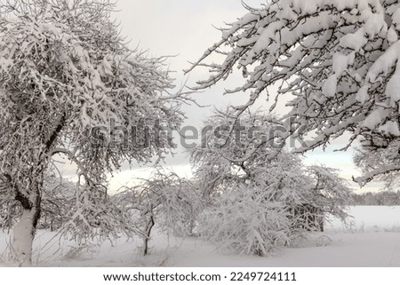 
Snow covered tree branches on winter day with sky background