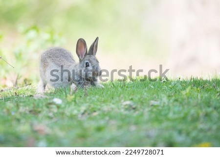 Wildlife Photography, rabbit in vienna