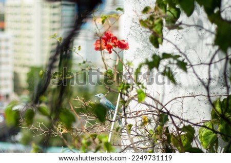 Passaro arrives at the window among the plants. Brazilian bird in the flowers, tropical