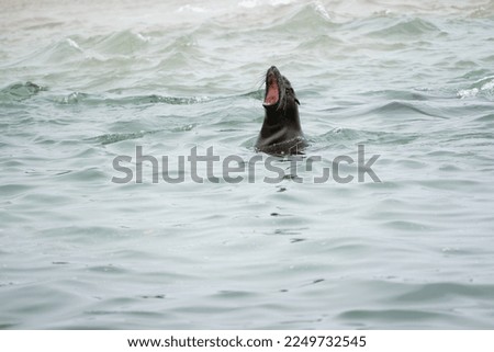 Seal in the water off the coast of Namibia