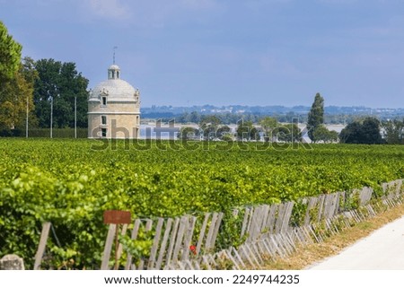 Typical vineyards near Chateau Latour, Bordeaux, Aquitaine, France Royalty-Free Stock Photo #2249744235