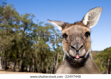 Close up of inquisitive Kangaroo poking his tongue out