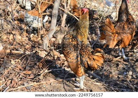 Zibrit is a cute animal with ornamental chicken patterns and sizes.