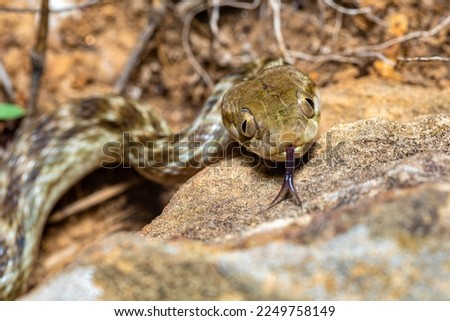 Cat-eyed Snake, Madagascarophis colubrinus is a species of snake of the family Pseudoxyrhophiidae, nocturnal snake, Isalo, Madagascar wildlife animal Royalty-Free Stock Photo #2249758149